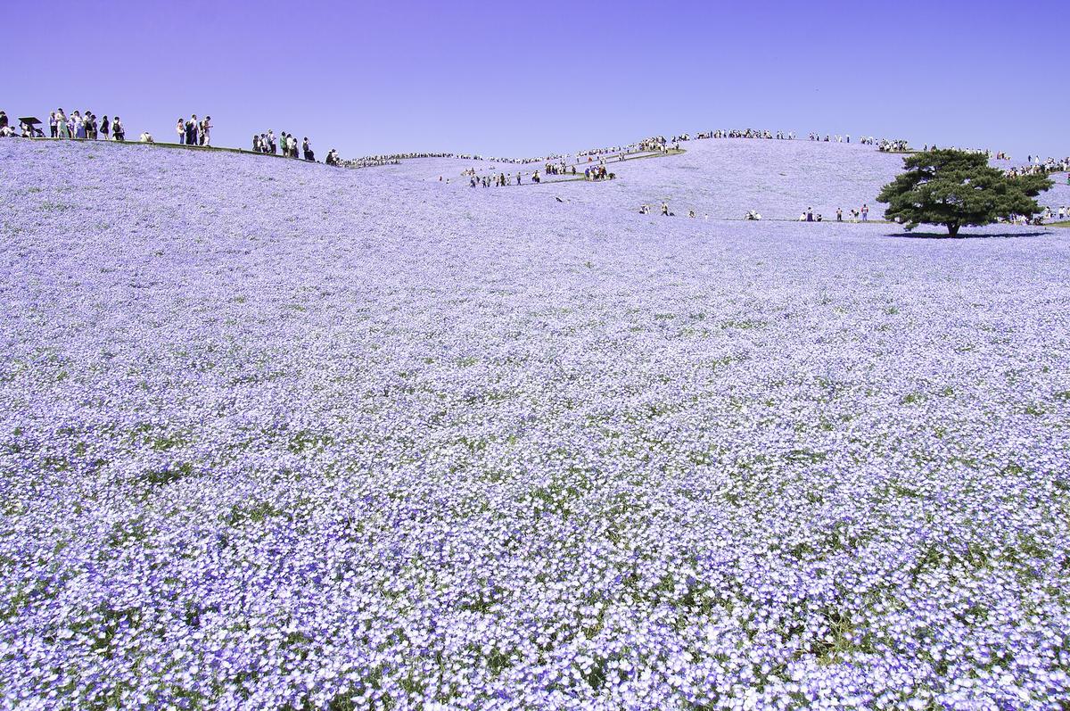 Kanto: Hitachi Seaside Park 2